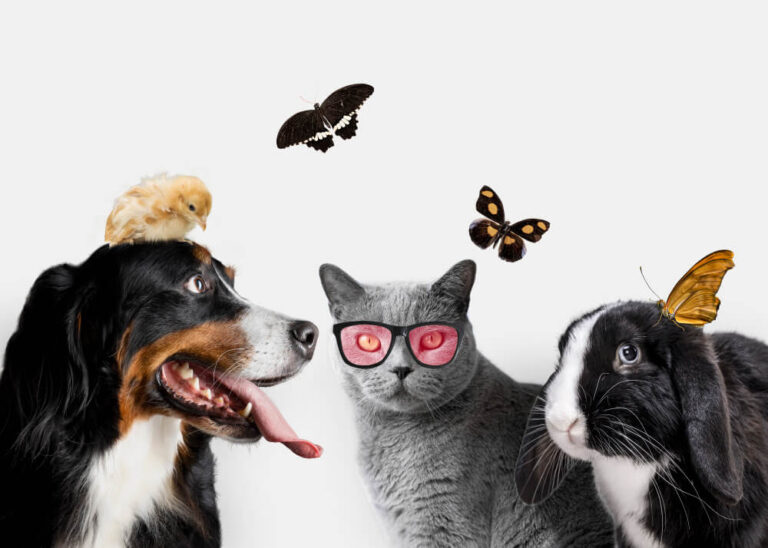 features-pets